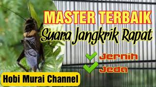Download lagu Masteran suara Jangkrik Alam Jernih TERBAIK untuk Murai Batu mp3