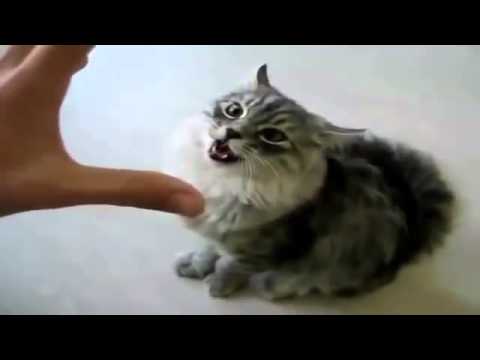 Very Angry Cats Compilation SPECIAL