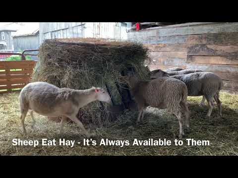 Feeding Sheep on a Small Farm in Canada
