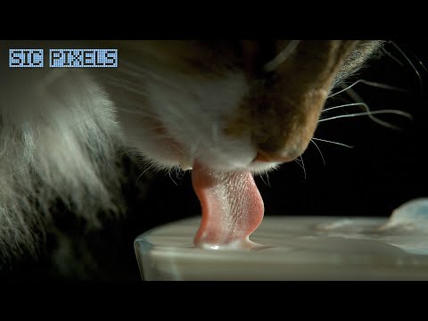 How a Cat Drinks - Amazing Super Slow Motion 2000FPS