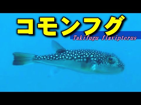 コモンフグの水中映像