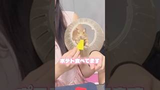 デグーが可愛すぎる！！ #おすすめにのりたい #癒し #アニマル発見隊 #デグー #黒田なつ　#なつこい
