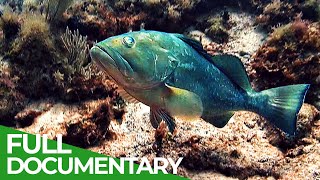 Changing Seas - Our Oceans in Peril | Full Season | Free Documentary Nature