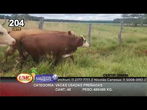 Lote 35 Vacas usadas preñadas en Concepción, Corrientes