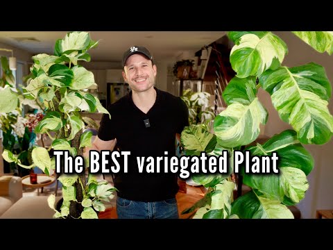 How to grow a large Pothos - climbing & trailing #manjulapothos