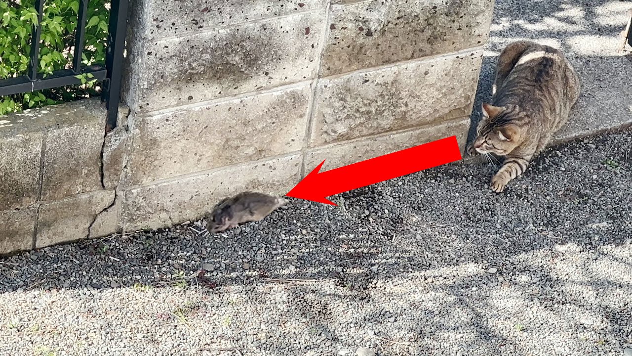 トムとジェリー！？ネズミが野良猫に襲われ、最後は・・・。