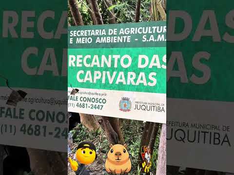 CAPIVARA VIRA CARRO EM CIDADE QUE NÃO DEU CERTO JUQUITIBA