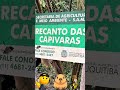 CAPIVARA VIRA CARRO EM CIDADE QUE NÃO DEU CERTO JUQUITIBA