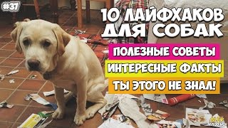 10 ЛАЙФХАКОВ ДЛЯ ВЛАДЕЛЬЦЕВ СОБАК