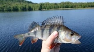 Ловля окуня на кружки в июле