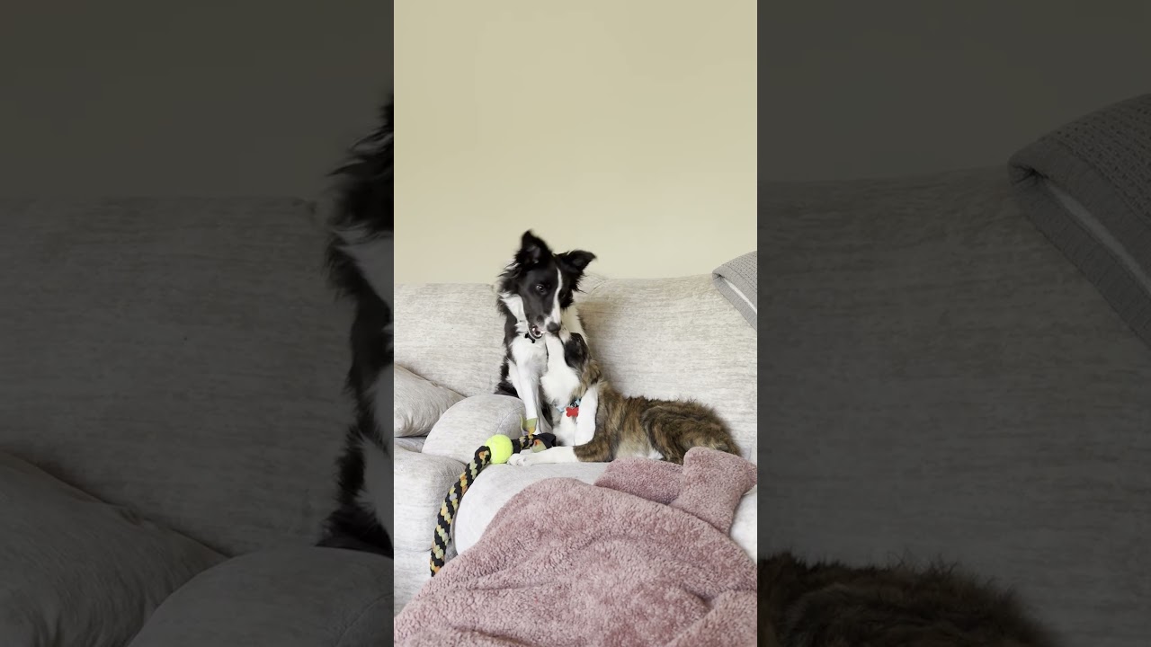 Enlarge Lark, a Adoptable Border Collie in Minneapolis, MN video 6/6