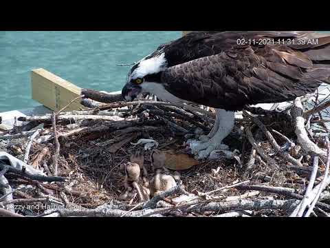 Ozzie and Harriet Osprey chick feeding