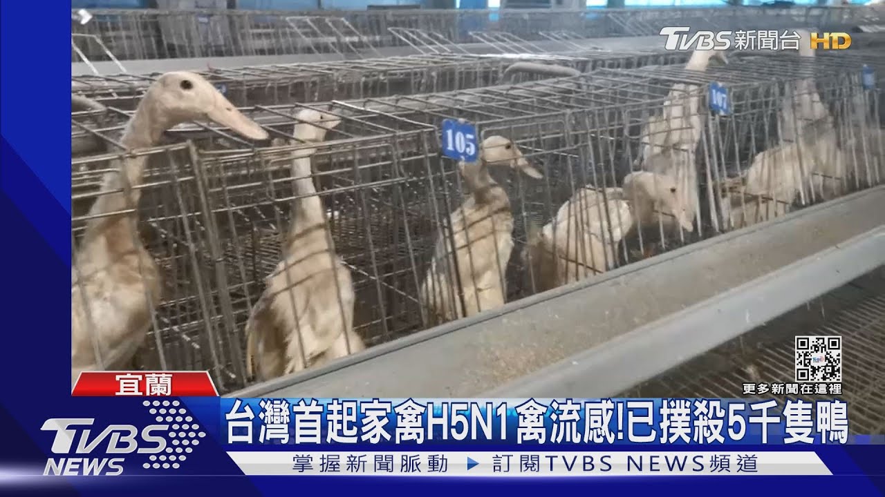 台灣首起家禽H5N1禽流感! 已撲殺5千隻鴨