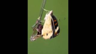 The eclosion event of a Blue Pansy butterfly
