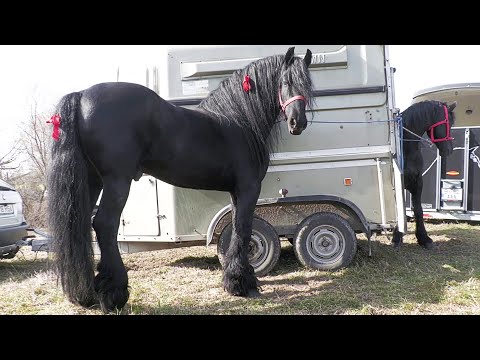 Cai Frumoși - Beautiful horses 2021