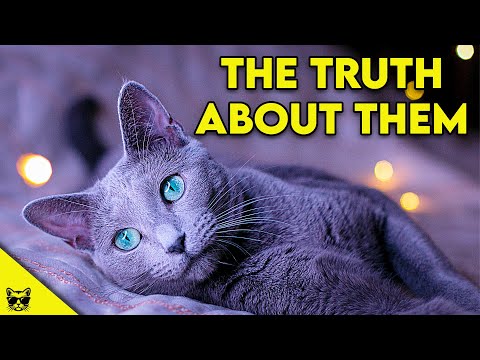 RUSSIAN BLUE CATS - The Truth About Them! - YouTube
