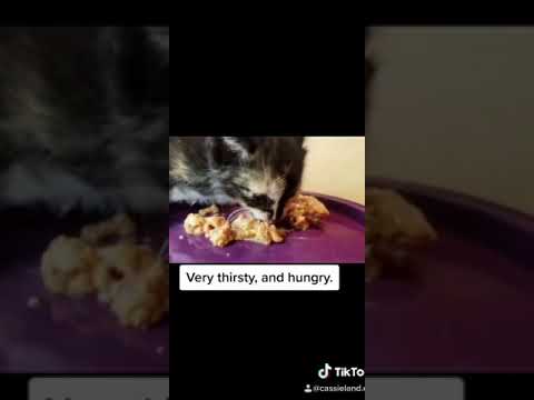 Cats | Charmy...❤️❤️❤️❤️😘 | (via-@cazsieland.ca) #shorts #cat