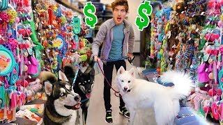 Buying My Dogs Everything They Touch!