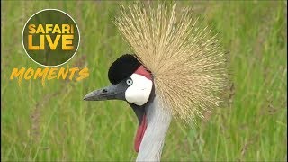 Two Grey Crowned Cranes Serenade Each Other