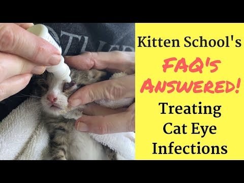 How I Treat a Kitten or Cat Eye Infection at Home