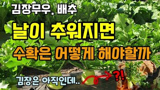 김장.무우 배추 날이추워지면 수확은 어떻게 해야할까 김장은 아직인데 무배추 수확해 말어?  물, 영양제, 해…