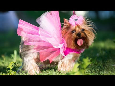 Oscars 2019: These 3 Acting Cats & Dogs Deserve Paw-cademy Awards!