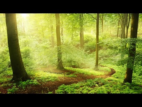 download lagu mp3 mp4 Musica Pacifica Instrumental, download lagu Musica Pacifica Instrumental gratis, unduh video klip Download Musica Pacifica Instrumental Mp3 dan Mp4 Full Gratis