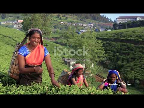 A Jornada Aromática do Chá de Ceilão 2023 11 03