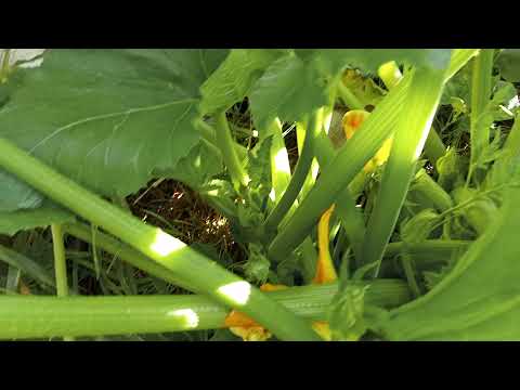 Mélymulcs 10. - Végre stabil fejlődés