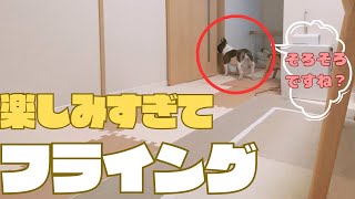 勘違いするフレブル🐶