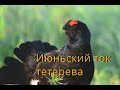 Июньский ток тетерева / Black Grouse / Lyrurus tetrix L. 