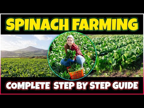 , title : 'Spinach Farming Guide: Growing Spinach from Seed at Home | Tips for Successful Spinach Cultivation'