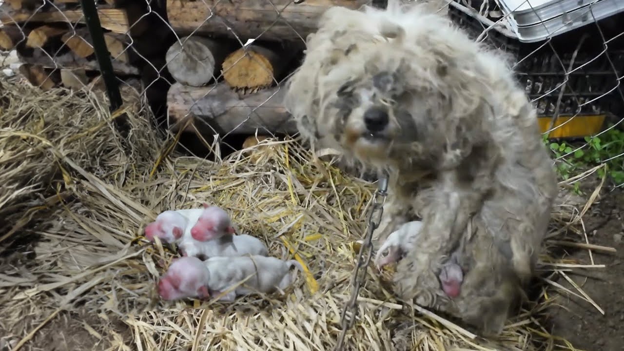 Rescue Dog Story Thumbnail
