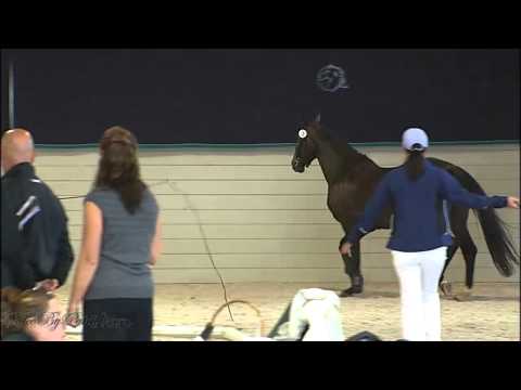 Delilah VD Jordaan (Jumer Mare) KWPN Keuring Inspection. Iron Spring Farm 9/7/2011