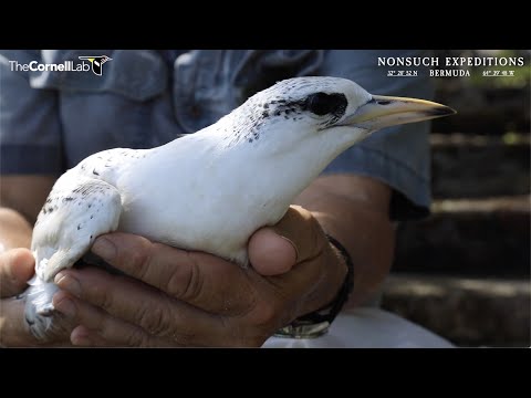 July 4th | Tropicbird Cam chick fledges / final health check from July 2nd