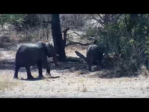 Djuma: Elephants-Short Trunk's small herd - 12:04 - 09/23/21