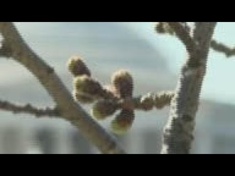 DC cherry blossom officials eye weekend cold weather