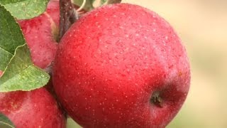 Prairie Yard & Garden: History of Minnesota Apple Development