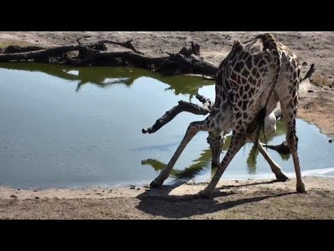Djuma: Giraffe enjoying a drink of water - 08:45 - 10/15/18