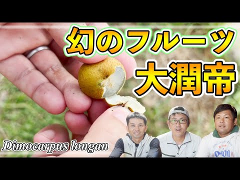 熟したリュウガンの果実の束