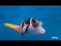 Puff: Wonders of the Reef (2021) Nature Documentary Trailer | Netflix