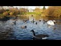 Duck Pond Ambience Park Sounds Ducks Water