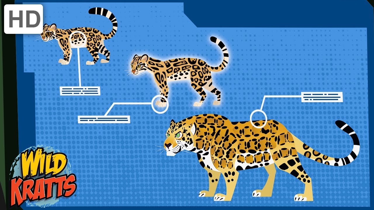 What’s the difference between an ocelot and a Jaguar? – Life Set Go