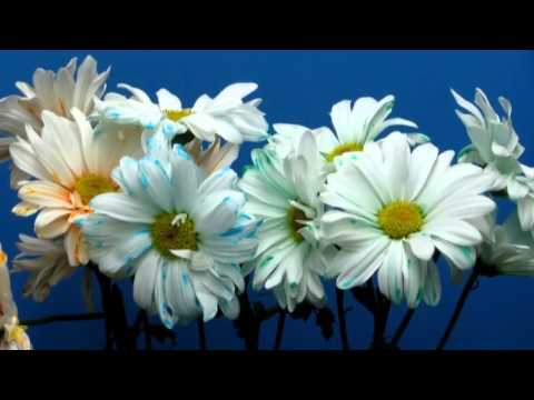 Excentr Rock - EXCENTR Rock - Narkoman