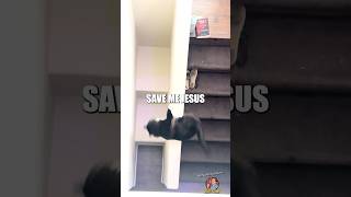 Cat Doesn’t Understand Stairs 😭