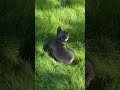 French Bulldog dogs for sale: Axel - Video 1
