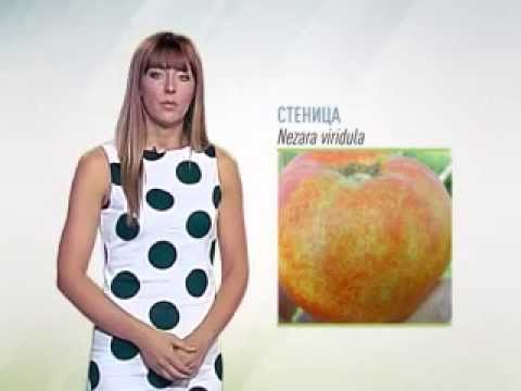 Zelena prognoza, 21.8.2015. - Nezara viridula u poljoprivrednoj proizvodnji