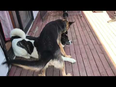 アメリカンアキタ対ジャーマンシェパードの試合