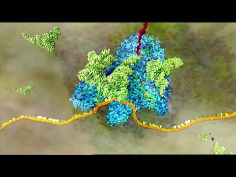 Traducción (descripción detallada) | HHMI BioInteractive Video