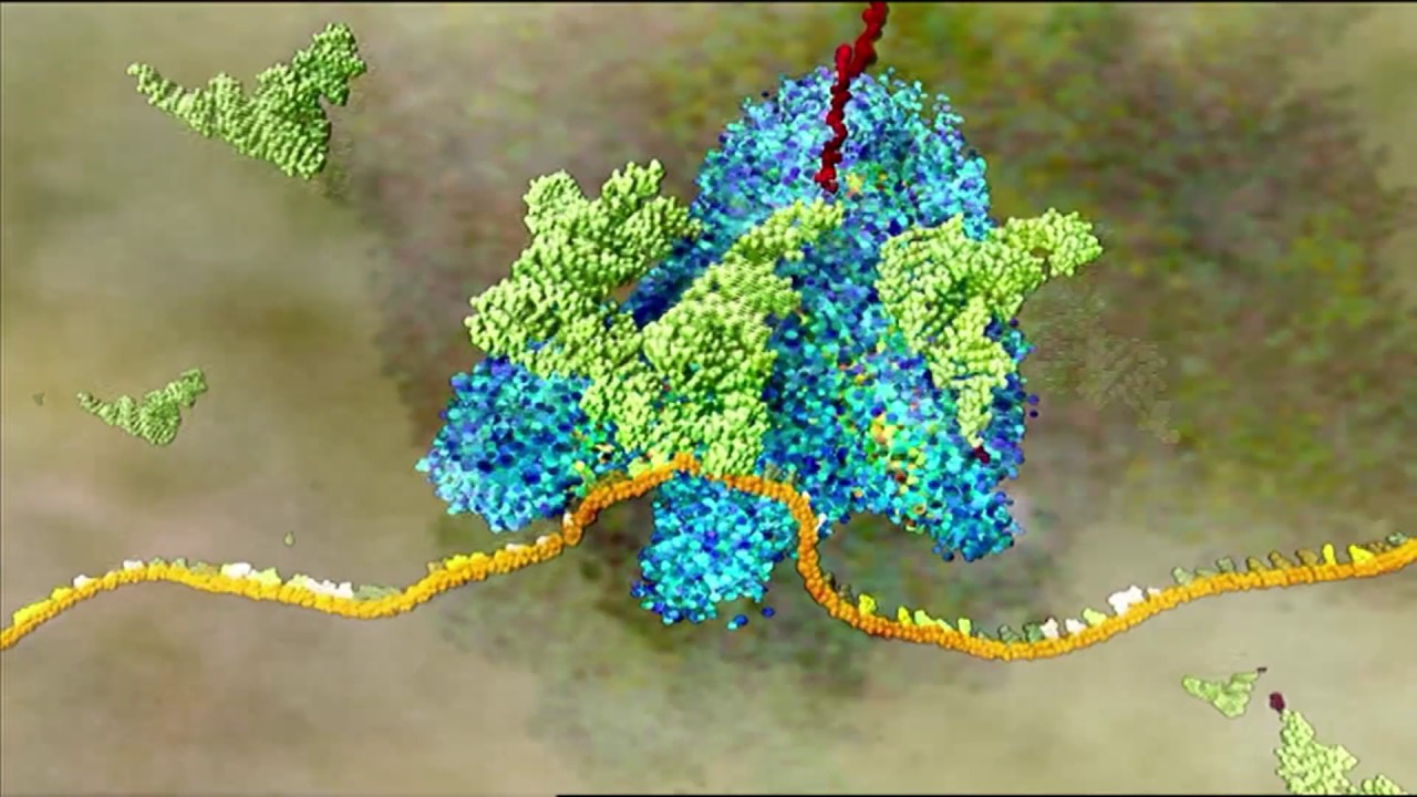 Traducción (descripción detallada) | HHMI BioInteractive Video